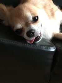 Close-up portrait of dog sticking out tongue at home