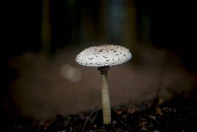 Close-up of mushroom growing on field