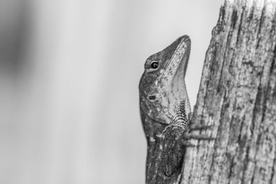 Close-up of lizard on tree trunk