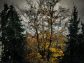 Close-up of tree