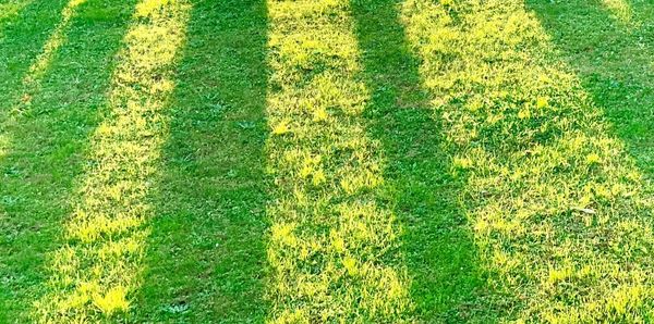 High angle view of plants on field