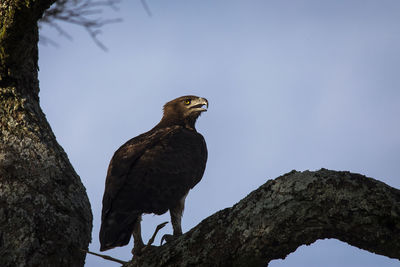 Low angle view of eagle perching on tree against sky