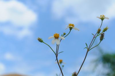 Low angle view of flowering plant against sky