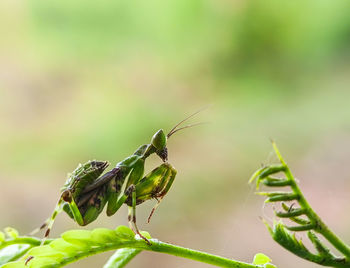 Praying mantis