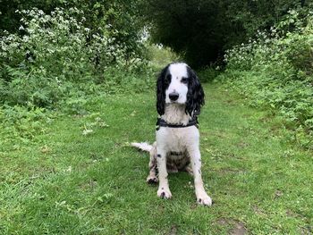 Portrait of dog on field