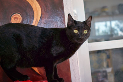 Close-up portrait of black cat