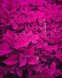 Full frame shot of pink flowering plant