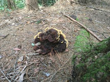 High angle view of mushroom growing on field