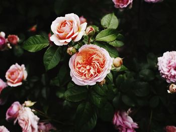 Close-up of pink roses blooming outdoors