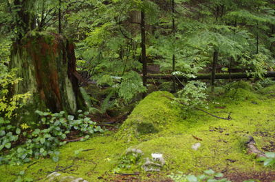 Scenic view of forest