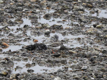 High angle view of birds on beach