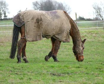 Horses grazing in a field