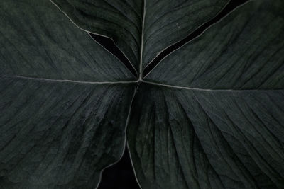 Full frame shot of leaves