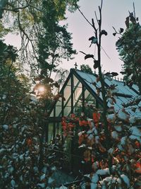 Low angle view of tree