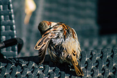 Close-up of bird