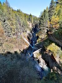 Scenic view of river stream amidst trees in forest