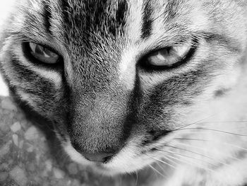 Close-up portrait of a cat