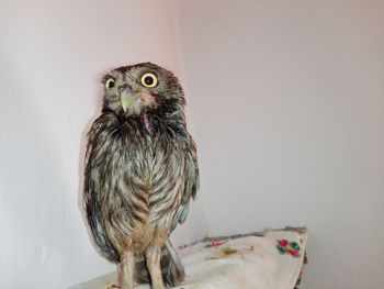 Portrait of owl against wall