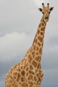 Landscape portrait of wild angolan giraffe giraffa camelopardalis angolensis up close, namibia.