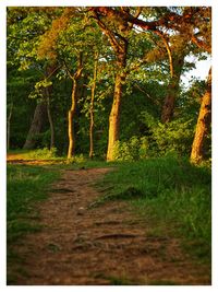 Trees growing in forest