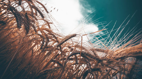 Close-up of stalks against the sky