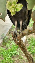 Close-up of bird perching on tree