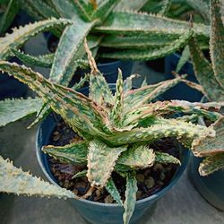 High angle view of succulent plant