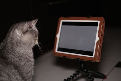 Close-up portrait of british shorthair cat 