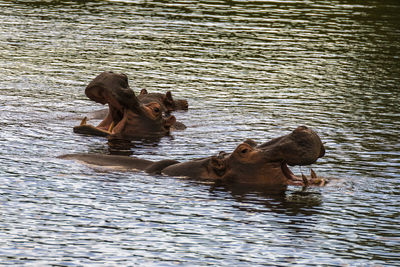 Duck swimming in lake