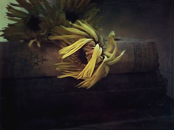 View of yellow flowers