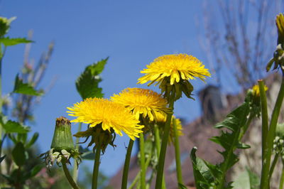 Close-up of yellow flowering plant against sky