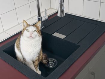 Portrait of cat sitting on floor