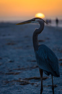 Close-up of bird on shore at beach