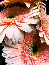 Pinkgerbera flower , close up