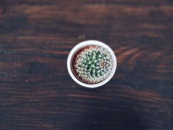 Directly above shot of potted plant on table