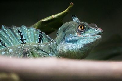 Close-up of lizard