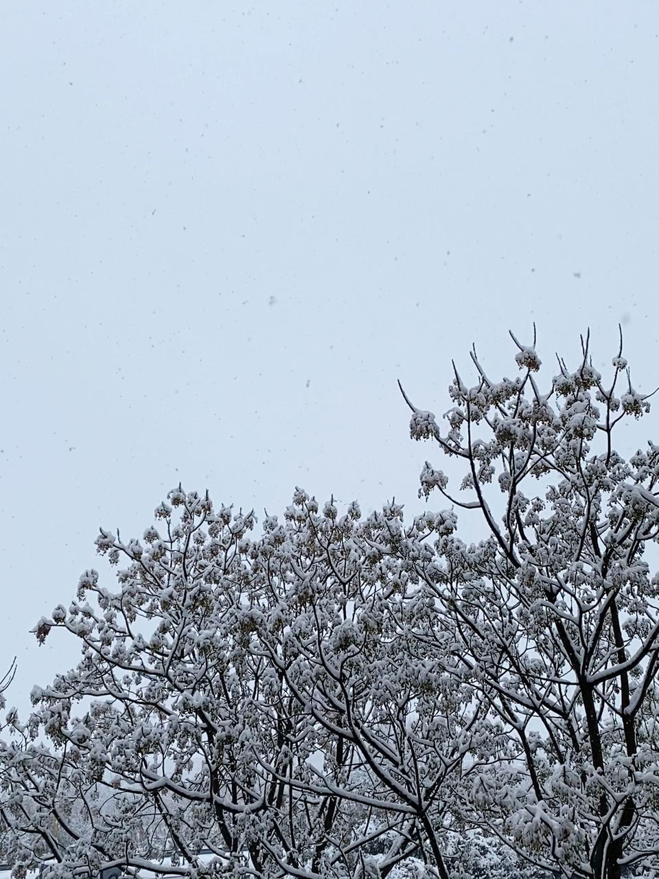 tree, winter, branch, plant, snow, sky, nature, beauty in nature, no people, low angle view, flock, cold temperature, frost, freezing, twig, black and white, clear sky, flower, bare tree, outdoors, day, bird, monochrome, tranquility, spring, scenics - nature, white, wildlife, animal wildlife, springtime, animal themes, growth, environment