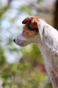 Close-up of a dog looking away