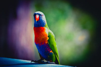 Close-up of parrot
