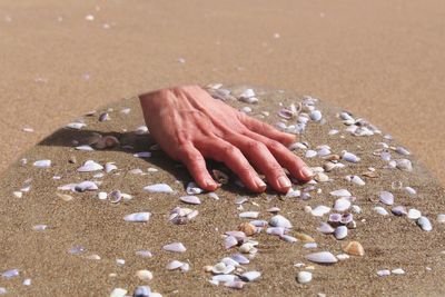Close-up of hand holding shells on sand
