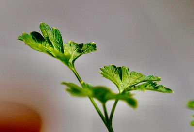 Close-up of fresh green plant against white background