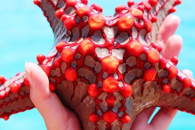 Close-up of hand holding starfish