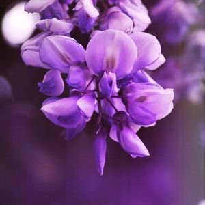 Close-up of purple flowering plant