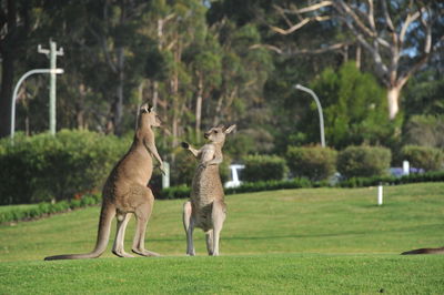 View of two horses on field