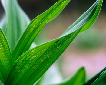 Close-up of green leaf