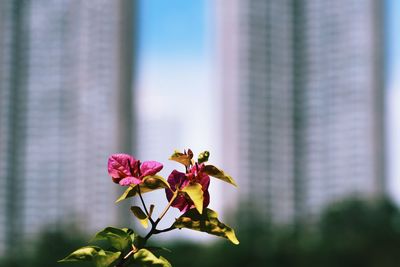 Close-up of pink flowering plant