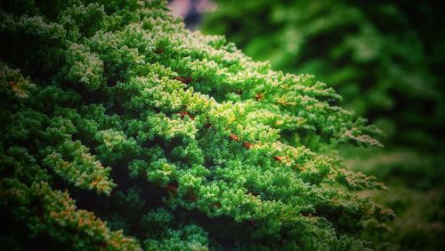 Close-up of fresh green plants