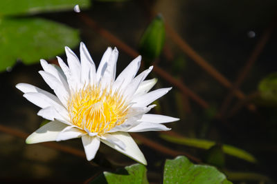 Close-up of white flower