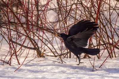 Close-up of bird perching on snow