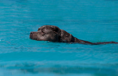 Dog swimming in sea